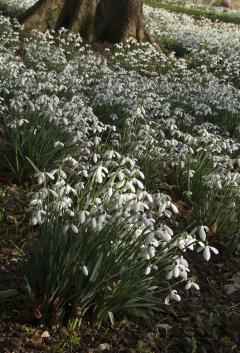 Snowdrops at Colesbourne, Gloucestershire. Copyright Malcolm Osman